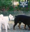 04_600 Dog park Sniff 1.jpg